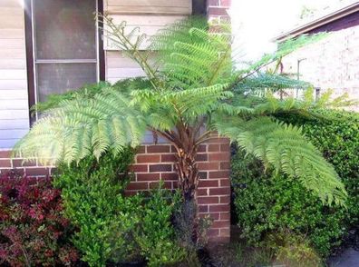 Cyathea Australis ca. 40 cm Australischer Baumfarn Schnellwüchs, groß werdender