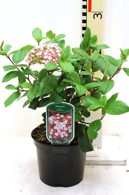 Viburnum tinus Gwenllian ca. 30 cm Mittelmeer-Schneeball pflegeleichter Strauch