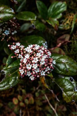 Schneeball Viburnum tinus ca. 30cm Immergrüner Blütenschmuck für Garten Terrasse