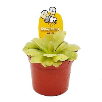 Fleischfressende Pflanze - Fettkraut - Pinguicula "Weser" - 9cm Topf