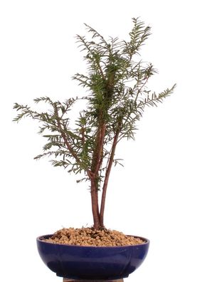 Bonsai - Taxus baccata, Europäische Eibe, 3er-Gruppe 201/211