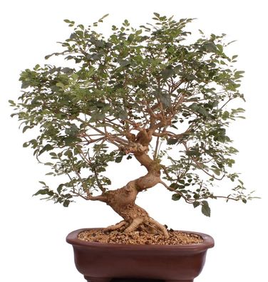 Bonsai - Fraxinus angustifolia, Schmalblättrige Esche 216/57