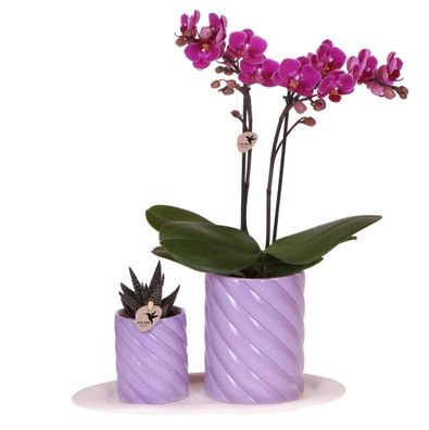 Gift set Optimism small lila | Groene Pflanze mit oranje Phalaenopsis orchidee im