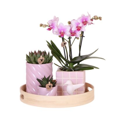 Geschenkset Bunter Optimismus | Pflanzenset mit Rosa Phalaenopsis Orchidee und Suk