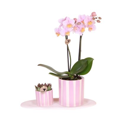 Geschenkset Mediterranean Sunset Klein | Grüne Pflanze mit Rosa Phalaenopsis Orch