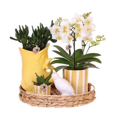 Geschenkset Mediterranean Sunset | Pflanzenset mit weißer Phalaenopsis Orchidee L