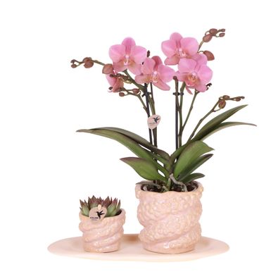 Gift set Octopus Pink small | Groene Pflanze mit oudroze Phalaenopsis orchidee im