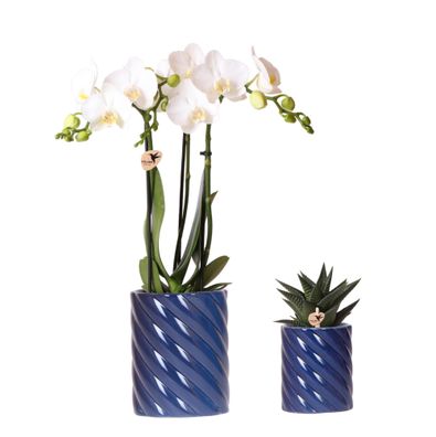 Set aus weißer Amabilis-Orchidee und Sukkulente im Candy Dekotopf blau - Ø6-9cm