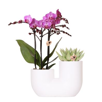 Set aus rosa Orchidee Vienna und Sukkulente im weißem Ziertopf - Ø9cm - 35-45cm