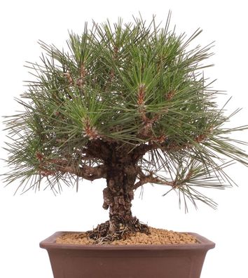 Bonsai - Pinus thunbergii 'Yume-Nichiki', Japanische Schwarzkiefer, Korkkiefer 220/44