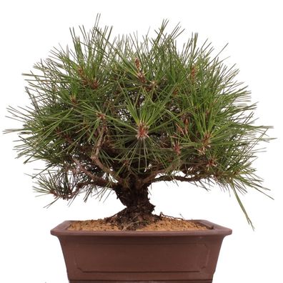 Bonsai - Pinus thunbergii 'Yume-Nichiki', Japanische Schwarzkiefer, Korkkiefer 220/45