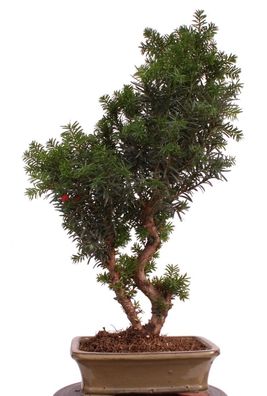 Bonsai - Taxus media, Eibe 220/65