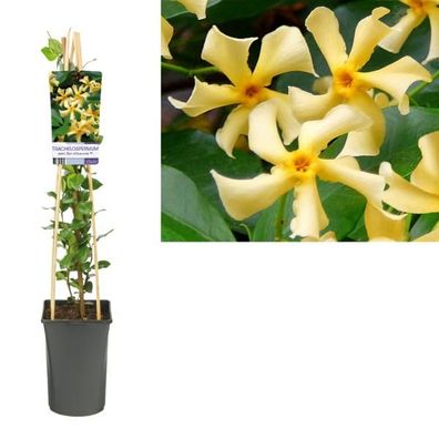 Trachelospermum jasminoides Star of Toscana 60-80 cm Kletterpflanze