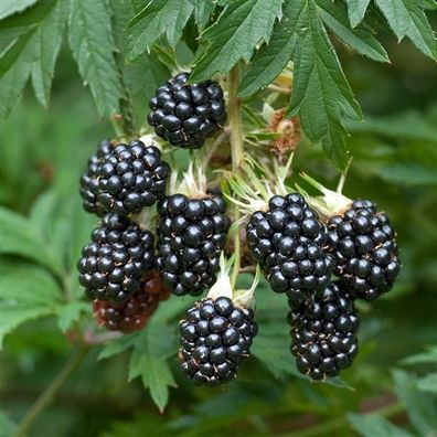 Rubus xanthocarpus 30-60 cm Gelbe Brombeere Exotische Früchte für Ihren Garten