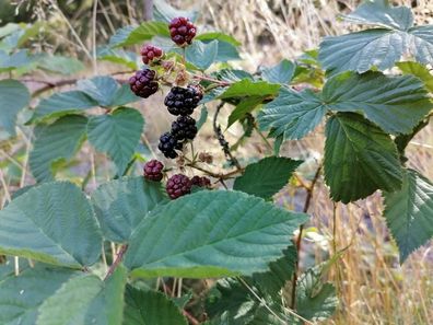 Rubus caesius ca. 60 cm Kratzbeere Bereifte Brombeere Bockbeere Ackerbeere