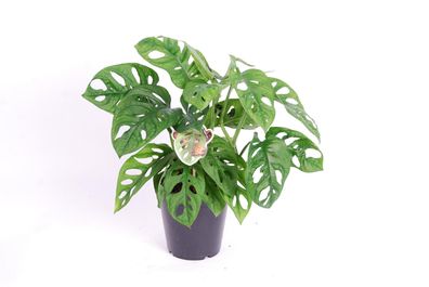 Monstera obliqua Monkey Leaf - Monstera MONKEY MASK - Fensterblatt - Affenmaske