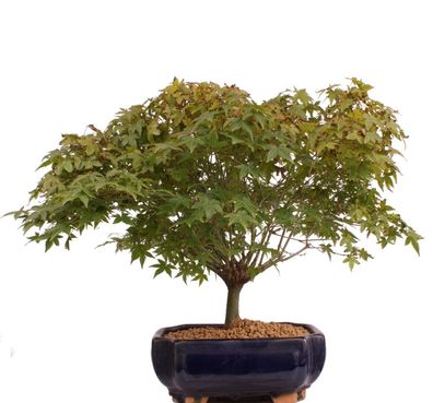 Bonsai - Acer palmatum Kiyohime, Japanischer Fächerahorn 204/69