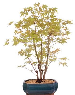 Bonsai - Acer palmatum 'Yamamomiji', Japanischer Fächerahorn, Wald 204/91