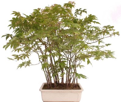 Bonsai - Acer palmatum 'Yamamomiji', Japanischer Fächerahorn, Wald 204/93