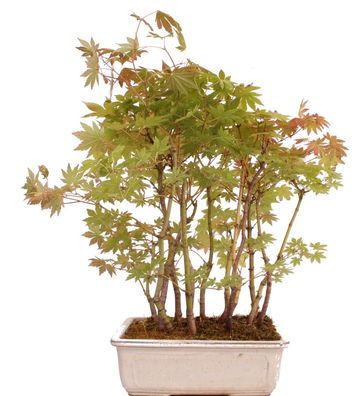 Bonsai - Acer palmatum 'Yamamomiji', Japanischer Fächerahorn, Wald mit 14 Bäumen 20