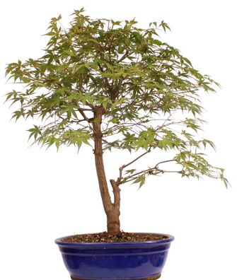 Bonsai - Acer palmatum 'Katsura', Fächerahorn 222/08