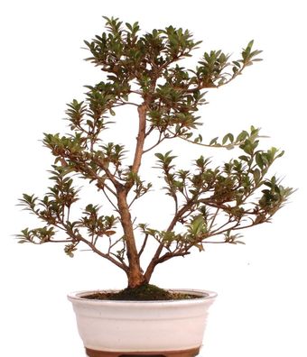 Bonsai - Jap. Satsuki Azalee , Rhododendron indicum 222/54