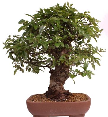 Bonsai - Pyracantha spec., Feuerdorn 216/154