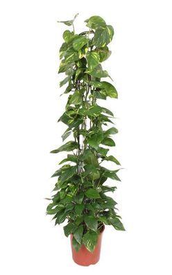 Epipremnum Aureum am Moosstab 160 cm Dekorative Kletterpflanze für Ihr Zuhause