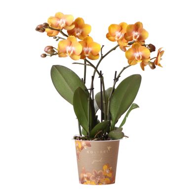 Kolibri Orchideen - Orange goldene Phalaenopsis Orchidee - Topfgröße 12cm - Juwel