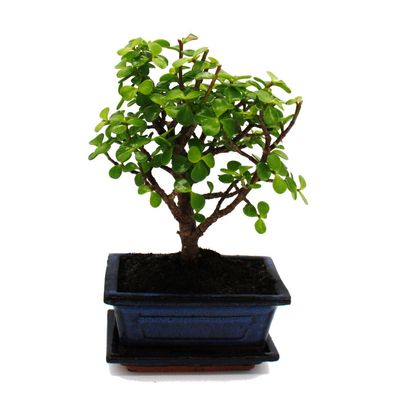 Bonsai - Portulacaria afra - Jadebaum - Afrikanischer Elefantenbaum - ca. 4-5