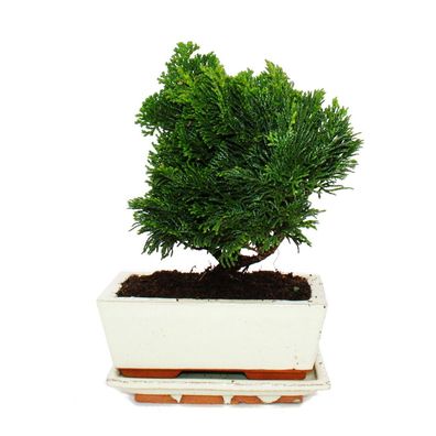 Outdoor-Bonsai - Chamaecyparis - Scheinzypresse - 3-4 Jahre alt - incl. Untersetzer