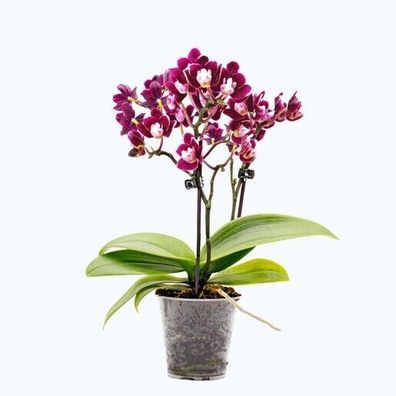 Phalaenopsis Orchidee Orchideen Table Dance Black Pearl 2-Trieber