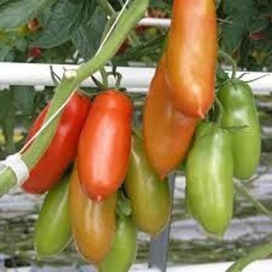 San Marzano Gigante Tomate, Samen