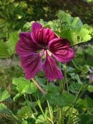 Samen Wilde Malve Malva sylvestris Bienenweide Wildblume winterhart