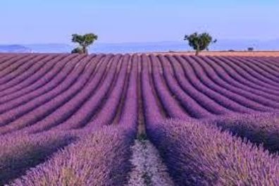 Samen Echter Lavendel Lavandula angustifolia Bienenweide Duft Blüten