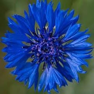 Samen Blaue Kornblume Centaurea cyanus Blumenwiese Bienenweide Wildblume