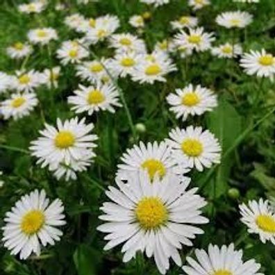 Samen Gänseblümchen Bellis perennis Tausendschön Bienenweide Garten Blumen