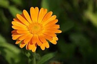 Samen Ringelblume Calendula officinalis Heilpflanze Bienenweide Wildblume