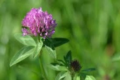 Samen Rotklee Trifolium pratense Wiesenklee Bienenweide Nektar Blüte