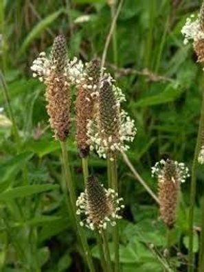 Samen Spitzwegerich Plantago lanceolata Heilkraut Teepflanze Wildkräuter