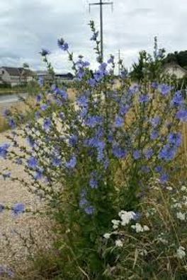 Samen Gemeine Wegwarte Cichorium intybus Wildblume Bienen Blumenwiese