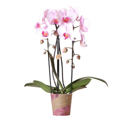 Kolibri Orchideen - Rosa Phalaenopsis Orchidee - Niagara Fall - Topfgröße 12cm