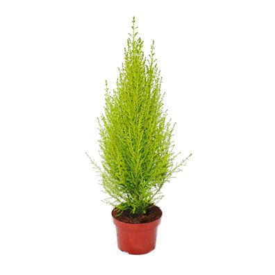 Zimmerzypresse - Cupressus macrocarpa "Goldcrest Wilma" - 13cm Topf