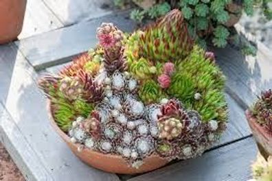 Sempervivum Samen-Mix, Hauswurz Mischung, winterhart, 10 Samen, Steingarten