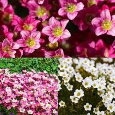 Saxifraga-Mix, Mischung, 25 Samen, Steinbrech, Steingarten, winterhart