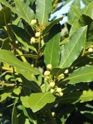 5 Samen Echter Lorbeer (Laurus nobilis), Gewürzlorbeer, Lorbeerbaum, bay laurel