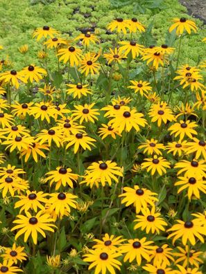 Rudbeckia fulgida Goldsturm - Sonnenhut, 3 Pflanzen