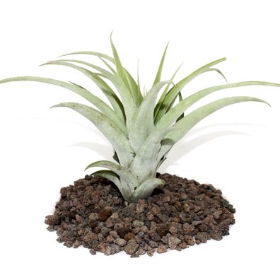 Tillandsia capitata - lose Pflanze - gross