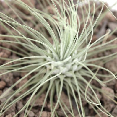 Tillandsia argentea - lose Pflanze