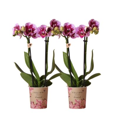 Kolibri Orchids | COMBI DEAL von 2 rosa lila Phalaenopsis Orchideen - El Salvador